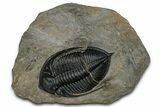 Fossil Zlichovaspis Trilobite - Atchana, Morocco #359133-3